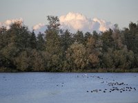 NL, Noord-Brabant, Cranendonck, Soerendonks Goor 12, Saxifraga-Tom Heijnen