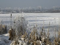 NL, Noord-Brabant, Cranendonck, Soerendonks Goor 14, Saxifraga-Jan van der Straaten