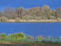 NL, Noord-Brabant, Cranendonck, Soerendonks Goor 15, Saxifraga-Tom Heijnen