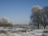 NL, Noord-Brabant, Cranendonck, Soerendonks Goor 18, Saxifraga-Marijke Verhagen