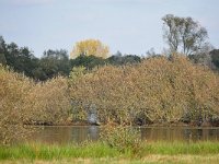 NL, Noord-Brabant, Cranendonck, Soerendonks Goor 2, Saxifraga-Tom Heijnen