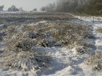 NL, Noord-Brabant, Cranendonck, Soerendonks Goor 21, Saxifraga-Marijke Verhagen