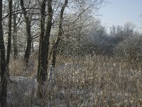 NL, Noord-Brabant, Cranendonck, Soerendonks Goor 25, Saxifraga-Marijke Verhagen