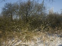 NL, Noord-Brabant, Cranendonck, Soerendonks Goor 28, Saxifraga-Marijke Verhagen