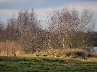 NL, Noord-Brabant, Cranendonck, Soerendonks Goor 6, Saxifraga-Tom Heijnen