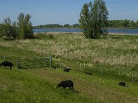 NL, Noord-Brabant, Drimmelen, Amer 19, Saxifraga-Jan van der Straaten