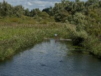 NL, Noord-Brabant, Drimmelen, Biezengors beoosten Honderd en Dertig 2, Saxifraga-Jan van der Straaten