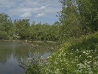 NL, Noord-Brabant, Drimmelen, De Dood 10, Saxifraga-Jan van der Straaten