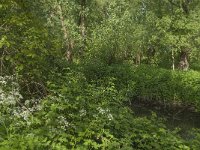 NL, Noord-Brabant, Drimmelen, De Dood 16, Saxifraga-Jan van der Straaten