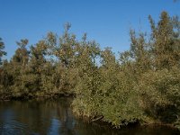 NL, Noord-Brabant, Drimmelen, Doktershoek 11, Saxifraga-Jan van der Straaten