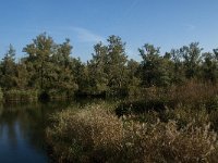 NL, Noord-Brabant, Drimmelen, Doktershoek 8, Saxifraga-Jan van der Straaten