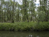 NL, Noord-Brabant, Drimmelen, Driessenhennip 1, Saxifraga-Willem van Kruijsbergen