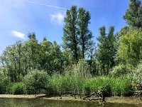 NL, Noord-Brabant, Drimmelen, Gat van de Buisjes 4, Saxifraga-Bart Vastenhouw