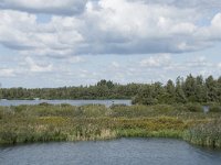 NL, Noord-Brabant, Drimmelen, Gat van de Noorderklip, Hout 3, Saxifraga-Willem van Kruijsbergen