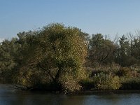 NL, Noord-Brabant, Drimmelen, Gat van de Vloeien 50, Saxifraga-Jan van der Straaten