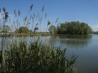 NL, Noord-Brabant, Drimmelen, Gat van den Ham 11, Saxifraga-Marijke Verhagen