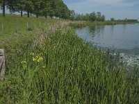 NL, Noord-Brabant, Drimmelen, Gat van den Ham 6, Saxifraga-Jan van der Straaten