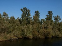 NL, Noord-Brabant, Drimmelen, Keizersdijk 2, Saxifraga-Jan van der Straaten