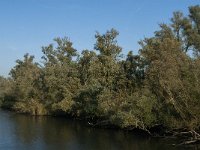 NL, Noord-Brabant, Drimmelen, Keizersdijk 9, Saxifraga-Jan van der Straaten