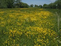 NL, Noord-Brabant, Drimmelen, Kuijpershoek 2, Saxifraga-Jan van der Straaten