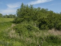 NL, Noord-Brabant, Drimmelen, Kuijpershoek 4, Saxifraga-Jan van der Straaten