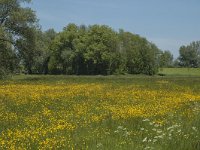 NL, Noord-Brabant, Drimmelen, Kuijpershoek 9, Saxifraga-Marijke Verhagen