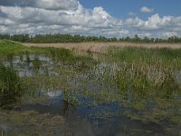 NL, Noord-Brabant, Drimmelen, Noorderplaat 12, Saxifraga-Jan van der Straaten