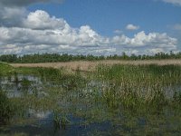 NL, Noord-Brabant, Drimmelen, Noorderplaat 14, Saxifraga-Jan van der Straaten