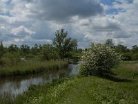 NL, Noord-Brabant, Drimmelen, Noorderplaat 19, Saxifraga-Jan van der Straaten