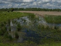 NL, Noord-Brabant, Drimmelen, Noorderplaat 28, Saxifraga-Jan van der Straaten