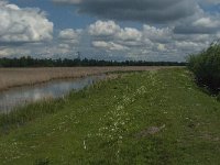 NL, Noord-Brabant, Drimmelen, Noorderplaat 34, Saxifraga-Jan van der Straaten