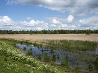 NL, Noord-Brabant, Drimmelen, Noorderplaat 37, Saxifraga-Willem van Kruijsbergen