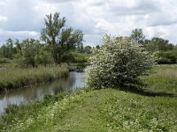 NL, Noord-Brabant, Drimmelen, Noorderplaat 44, Saxifraga-Willem van Kruijsbergen