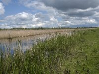 NL, Noord-Brabant, Drimmelen, Noorderplaat 51, Saxifraga-Willem van Kruijsbergen