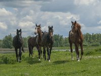 NL, Noord-Brabant, Drimmelen, Polder Lange Plaat 4, Saxifraga-Jan van der Straaten