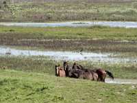 NL, Noord-Brabant, Drimmelen, Polder Lange Plaat 42, Saxifraga-Willem van Kruijsbergen