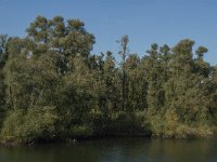 NL, Noord-Brabant, Drimmelen, Polder Moordplaat 2, Saxifraga-Jan van der Straaten