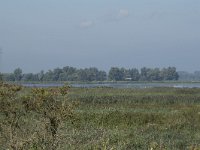 NL, Noord-Brabant, Drimmelen, Polder Moordplaat 8, Saxifraga-Willem van Kruijsbergen