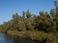 NL, Noord-Brabant, Drimmelen, Rupsenhoek 3, Saxifraga-Jan van der Straaten