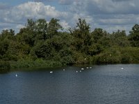 NL, Noord-Brabant, Drimmelen, Sint Jansplaat 2, Saxifraga-Jan van der Straaten