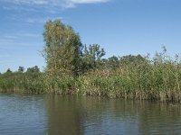 NL, Noord-Brabant, Drimmelen, Sloot Beneden Petrus 20, Saxifraga-Annemiek Bouwman