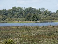 NL, Noord-Brabant, Drimmelen, Steurgat, Polder Moordplaat 3, Saxifraga-Willem van Kruijsbergen