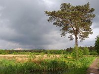 NL, Noord-Brabant, Eersel, Grootmeer 10, Saxifraga-Tom Heijnen