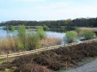 NL, Noord-Brabant, Eersel, Grootmeer 15, Saxifraga-Tom Heijnen