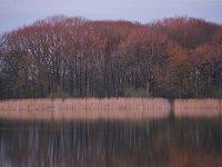 NL, Noord-Brabant, Eersel, Grootmeer 8, Saxifraga-Tom Heijnen