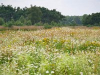 NL, Noord-Brabant, Eersel, Landschotse Heide 3, Saxifraga-Tom Heijnen