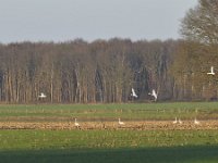 NL, Noord-Brabant, Eersel, Spekdonken 2, Saxifraga-Tom Heijnen