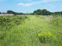 NL, Noord-Brabant, Eersel, Spekdonken 3, Saxifraga-Tom Heijnen