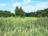 NL, Noord-Brabant, Eersel, Spekdonken 4, Saxifraga-Tom Heijnen