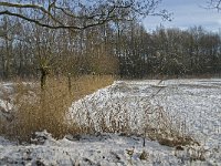 NL, Noord-Brabant, Eindhoven, Collse Zeggen 2, Saxifraga-Jan van der Straaten